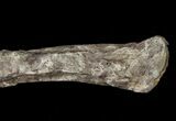 Dryosaurus Fibula - Bone Cabin Quarry, Wyoming #14728-3